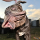 Martha, a Neapolitan Mastiff, won this year’s World’s Ugliest Dog Competition. Photo: Getty